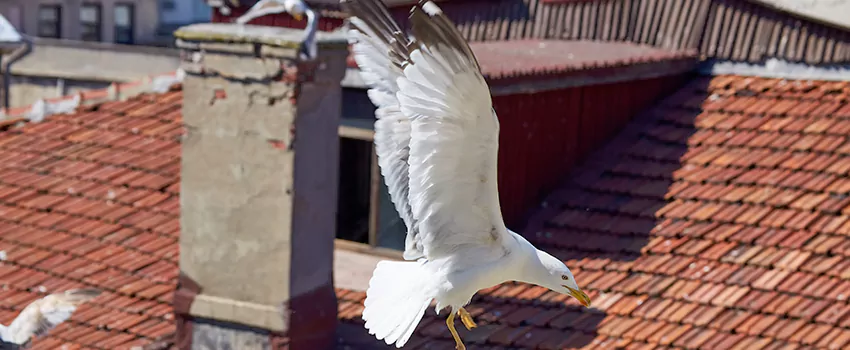 Residential Chimney Animal Removal Solution in Portsmouth, OH